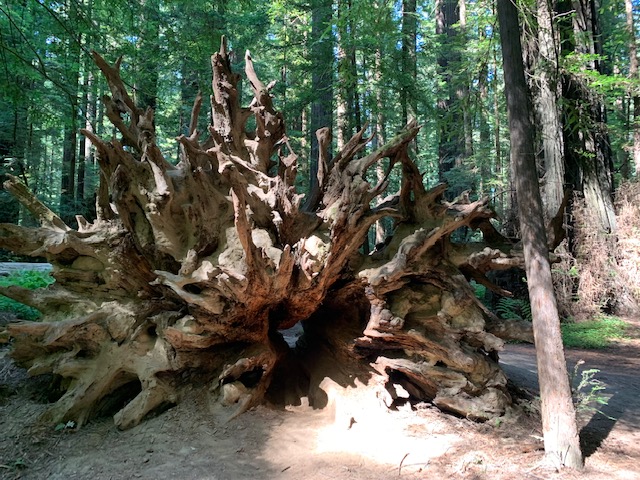 A tree breaks and creates more life