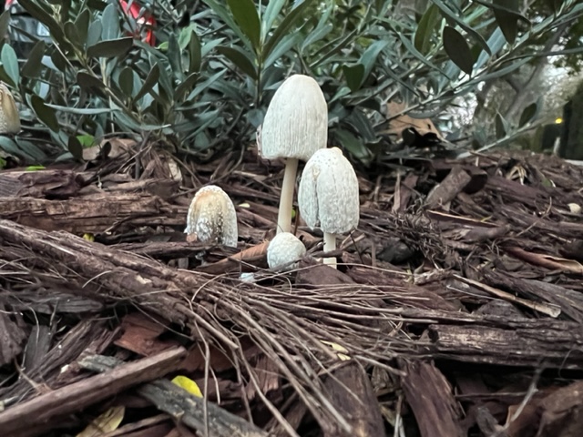 They need rain, so they make rain