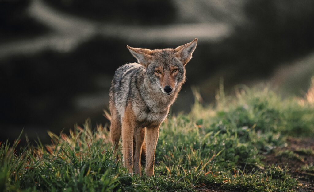 A Coyote in the wild, symbolizing the Trickster archetype meaning – mythic symbol of chaos, humor, and transformation