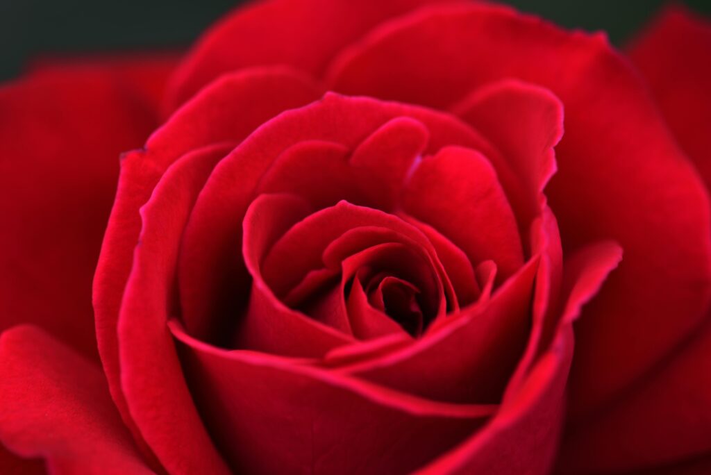 Close-up of a red rose - the archetype of love and beauty - rose meaning and symbolism