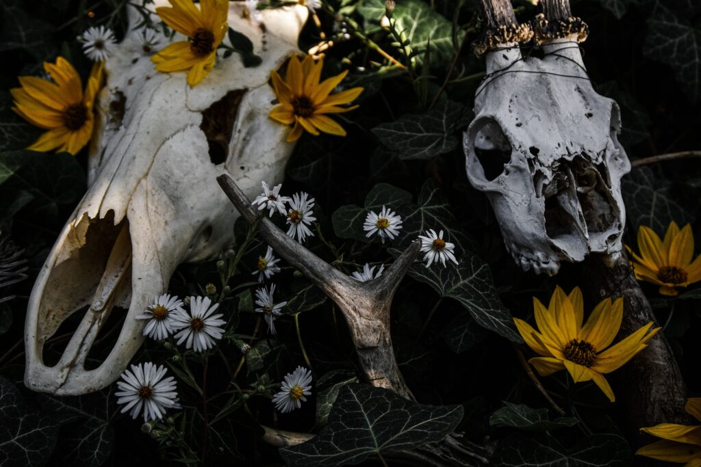 Animal skulls surrounded by yellow and white wildflowers, ivy, and dark foliage, evoking the cycles of death and aliveness under the Full Moon in Taurus.
