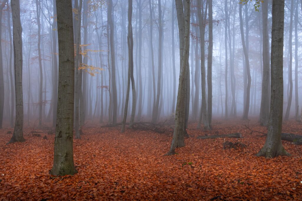 Misty autumn forest with fallen leaves, evoking the dark season and the underworld journey explored in The Descent sacred circle.